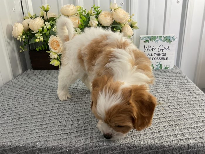 Ms. Lady the Cavachon - Image 4