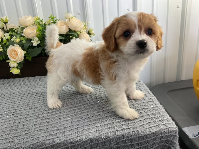 Ms. Lady the Cavachon