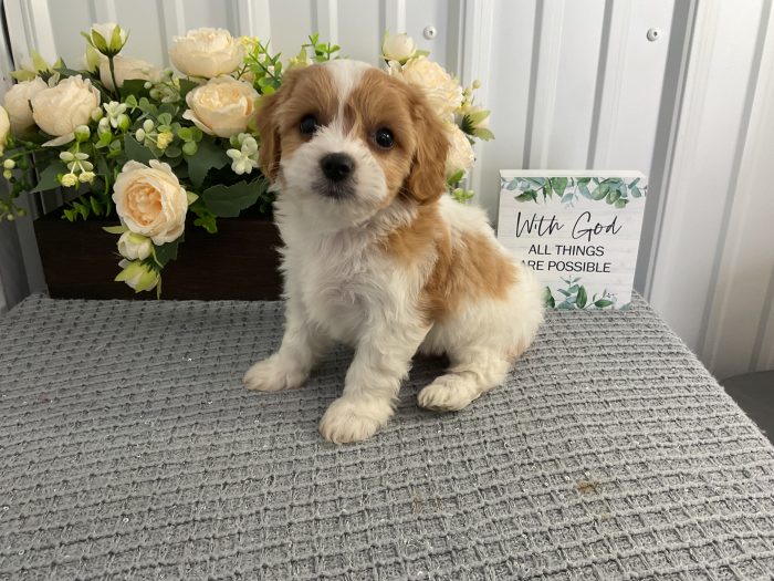 Ms. Lady the Cavachon - Image 2