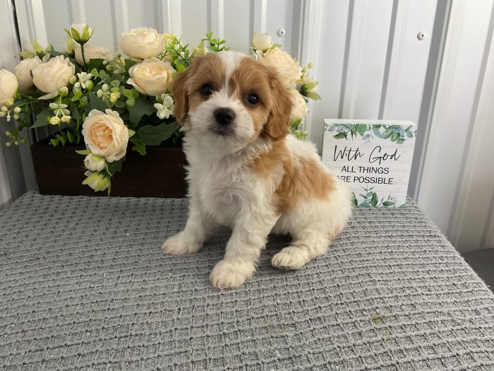 Ms. Lady the Cavachon - Image 5