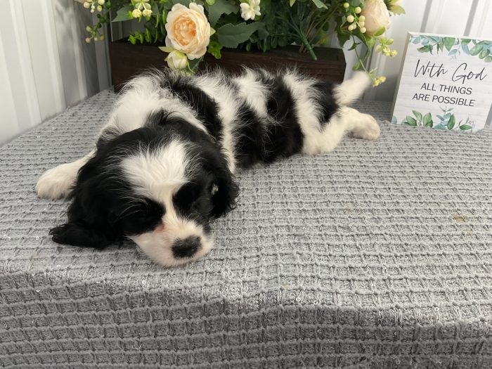 Ms. Lucy the Cavachon - Image 3
