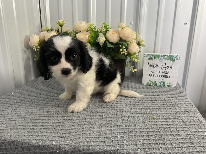Ms. Lucy the Cavachon - Image 4