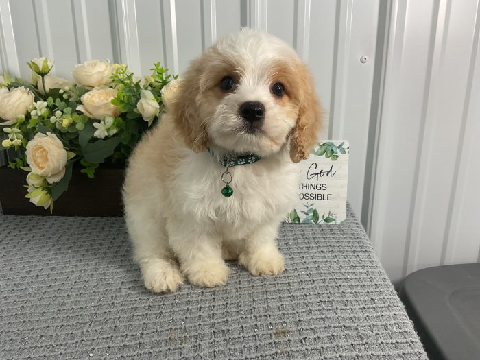 Mr. Snickers the Cavachon - Image 2