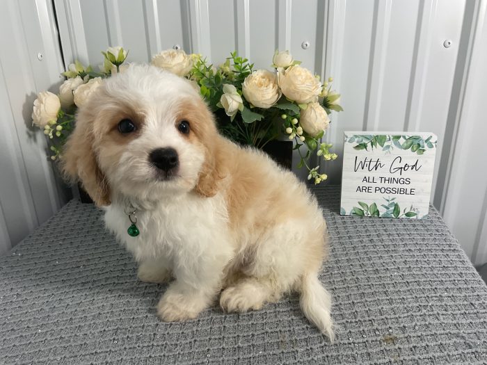 Mr. Snickers the Cavachon - Image 3