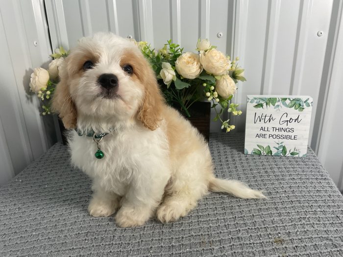 Mr. Snickers the Cavachon - Image 4