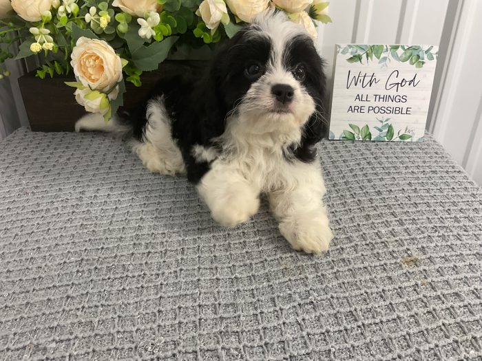 Ms. Holly the Cavachon - Image 3