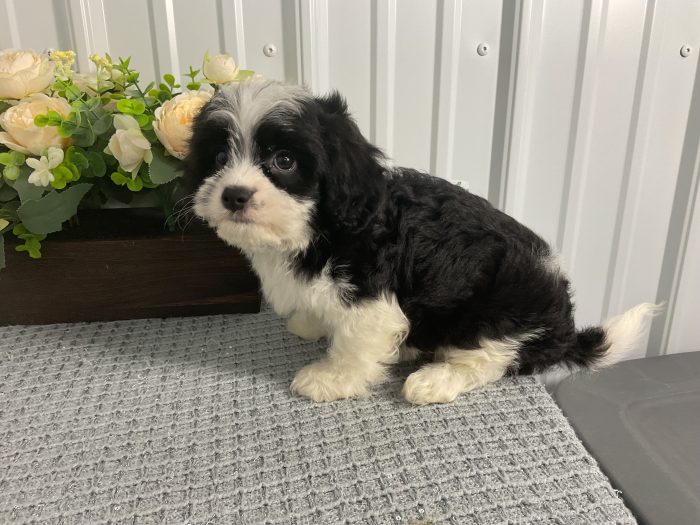 Ms. Holly the Cavachon - Image 2