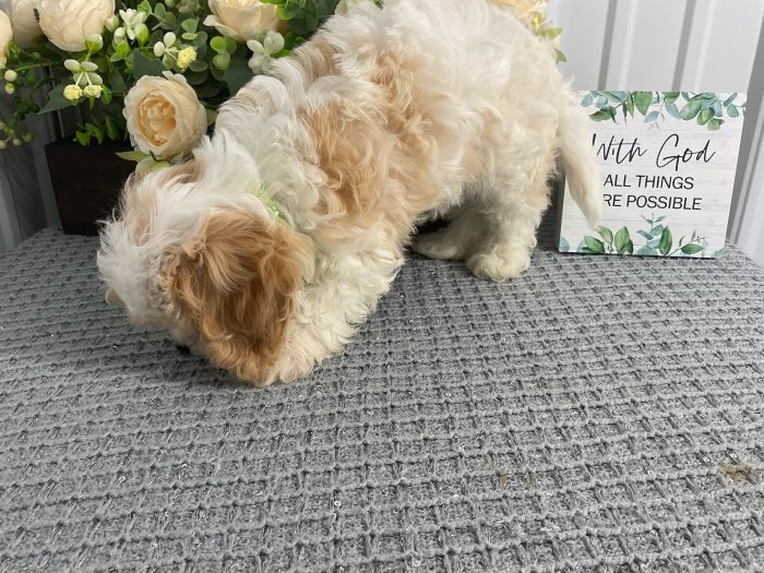 Mr. Max the Cavachon - Image 5