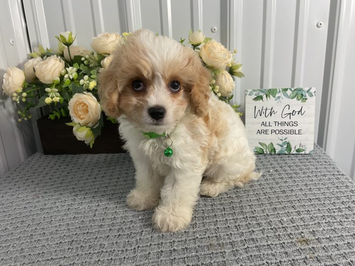 Mr. Max the Cavachon - Image 3