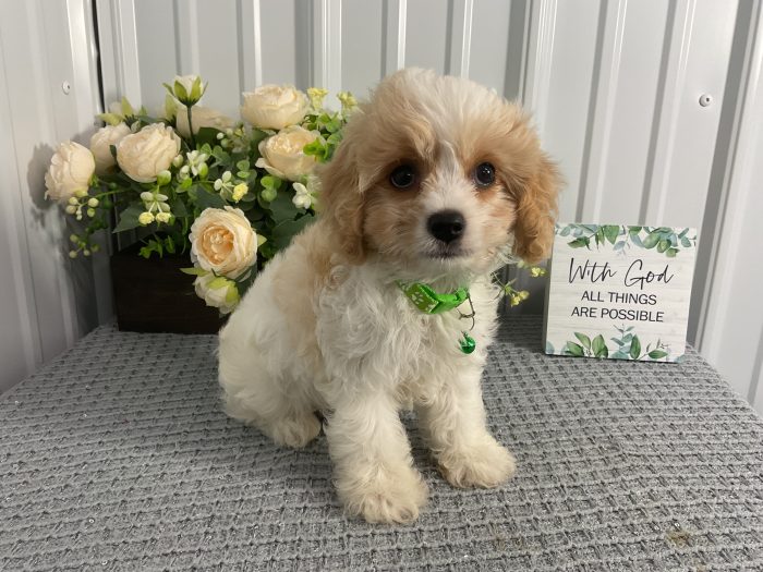 Mr. Max the Cavachon - Image 2