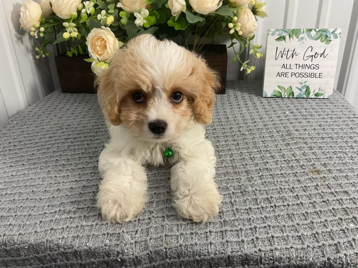 Mr. Max the Cavachon - Image 4