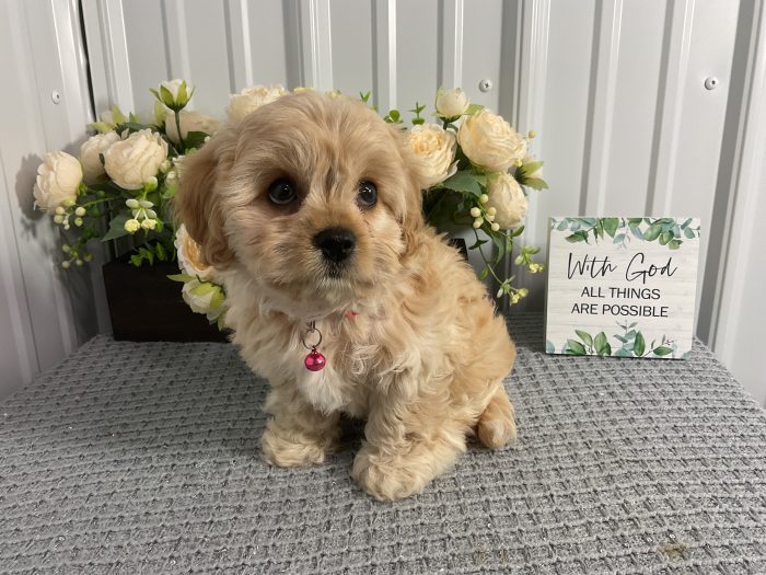 Ms. Lola the Cavachon - Image 2