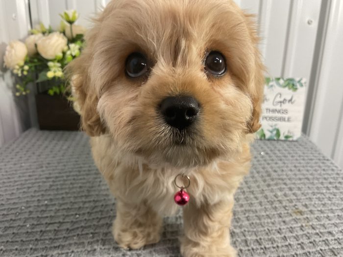 Ms. Lola the Cavachon - Image 3