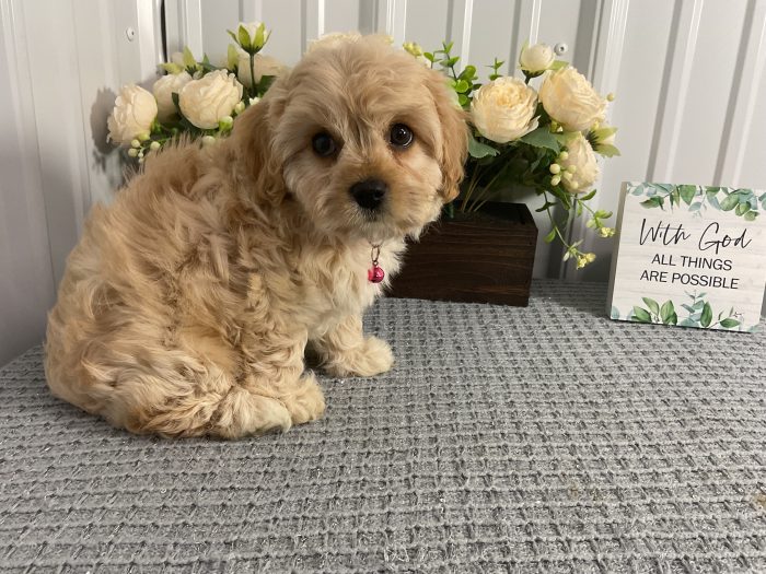 Ms. Lola the Cavachon - Image 4