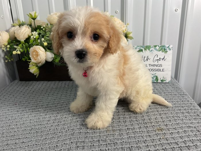Ms. Violet the Cavachon - Image 2