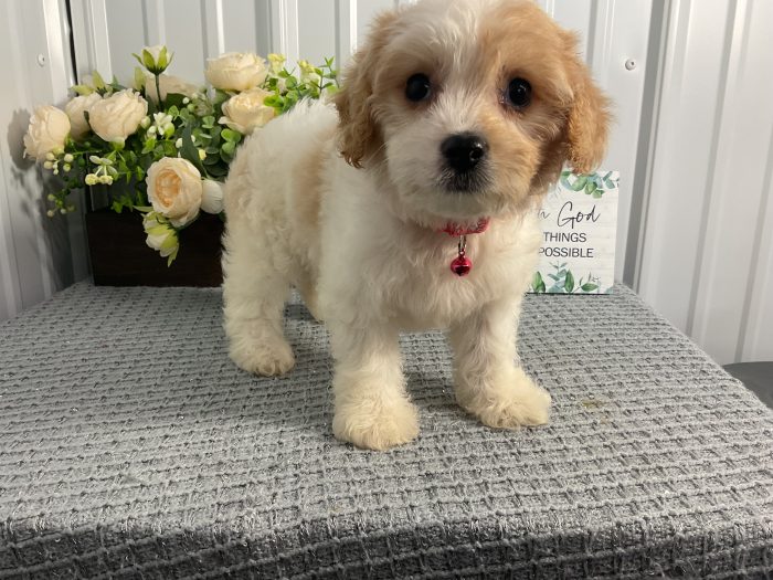 Ms. Violet the Cavachon