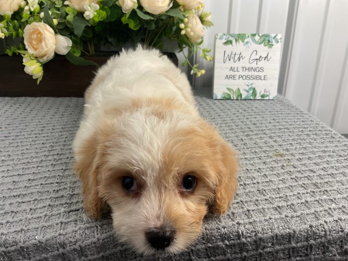 Ms. Violet the Cavachon - Image 3