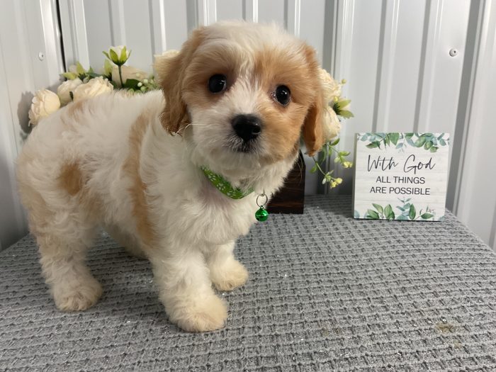 Ms. Tulip the Cavachon - Image 4