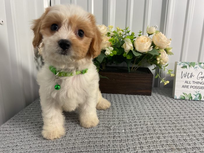 Ms. Tulip the Cavachon
