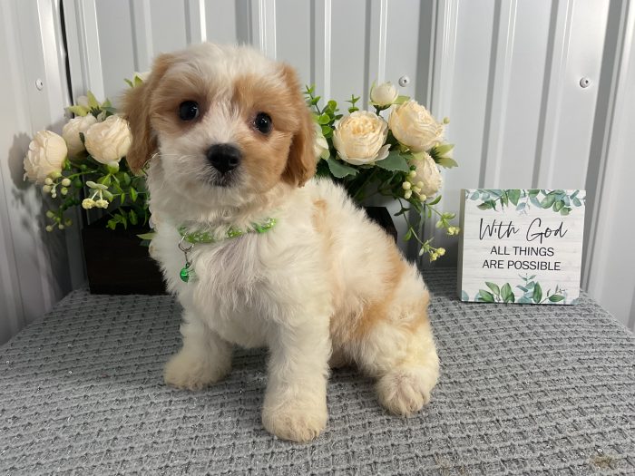 Ms. Tulip the Cavachon - Image 3