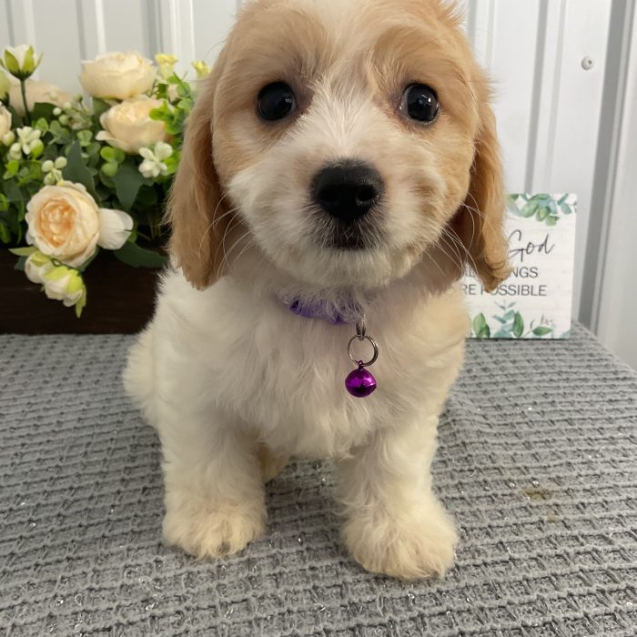 Ms. Lavender the Cavachon - Image 4