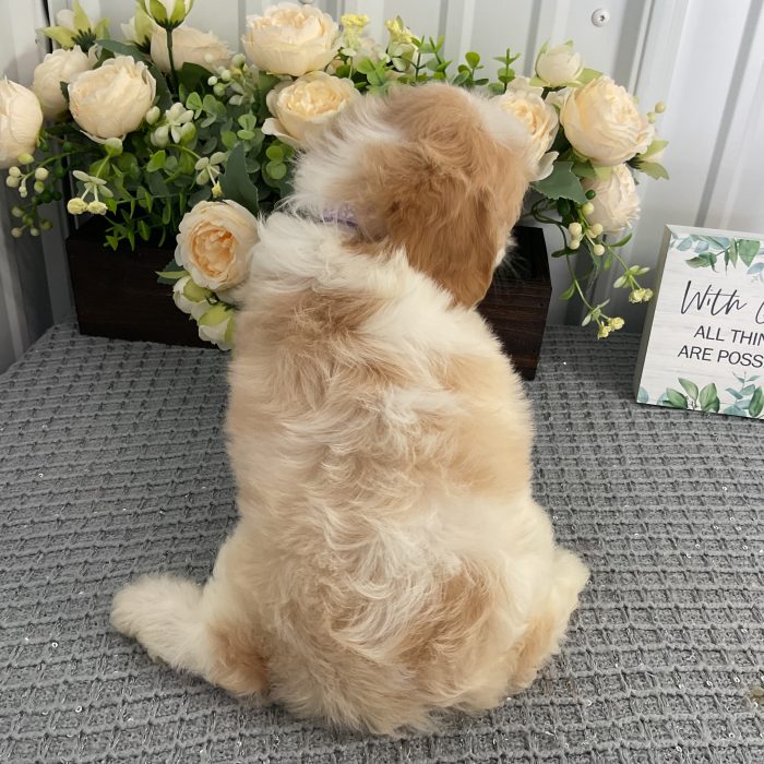 Ms. Lavender the Cavachon - Image 2