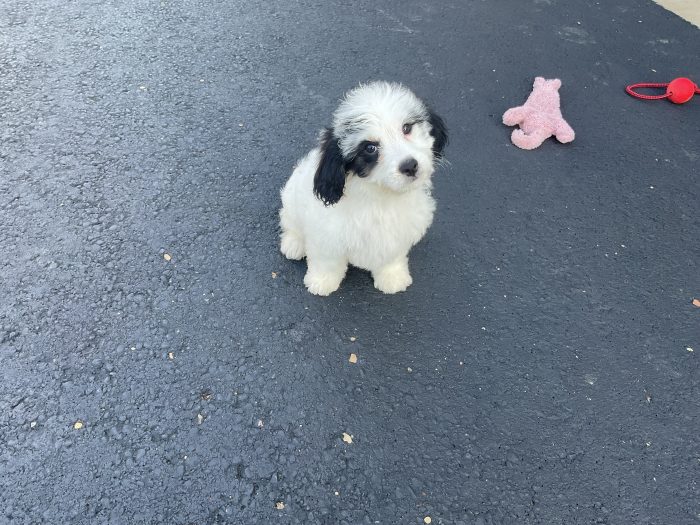 Ms. Zoey  the Cavachon - Image 4