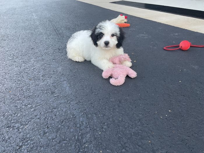 Ms. Zoey  the Cavachon