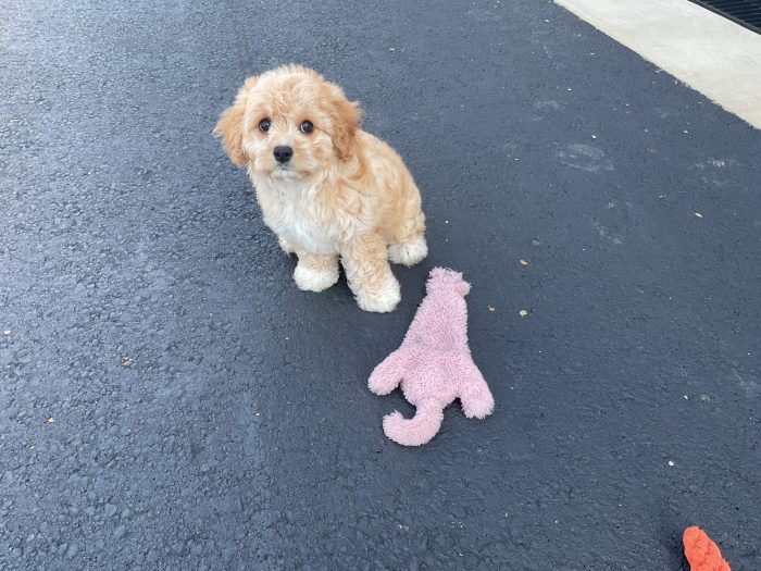 Ms. Nala the Cavachon - Image 2