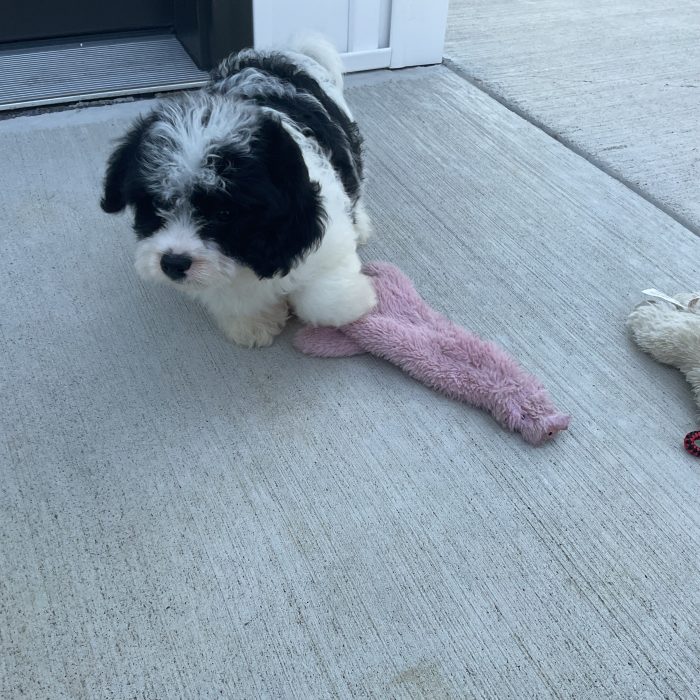 Mr. Rudy the Cavachon - Image 3
