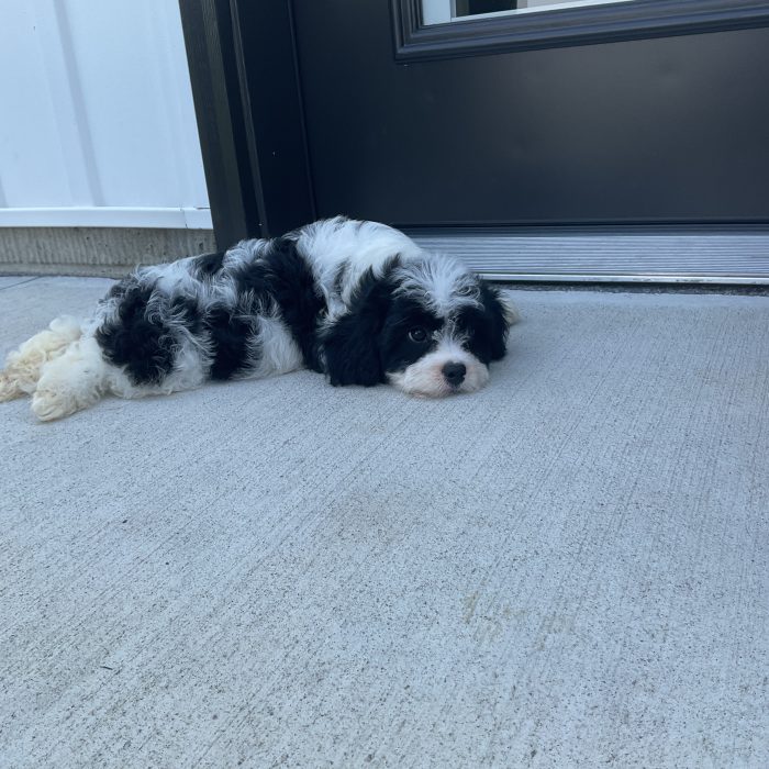 Mr. Rudy the Cavachon - Image 4