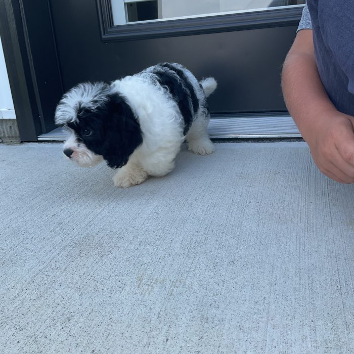 Mr. Rudy the Cavachon - Image 2