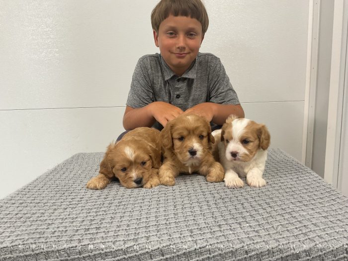 Upcoming Litter - Image 3