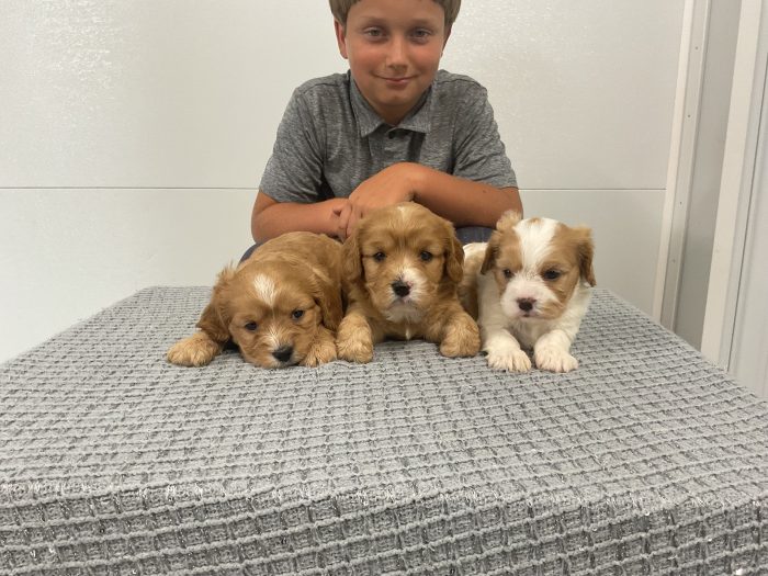 Upcoming Litter