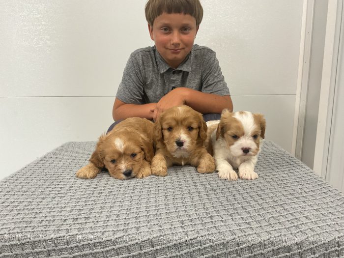 Upcoming Litter - Image 2