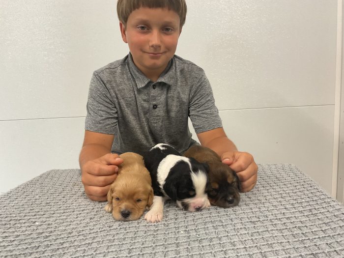 New Litter