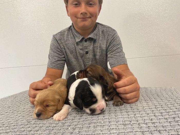 New Litter - Image 3