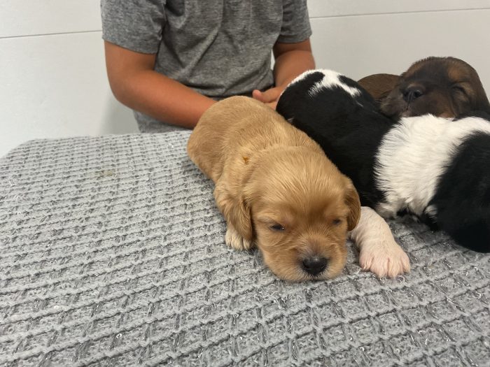 New Litter - Image 2