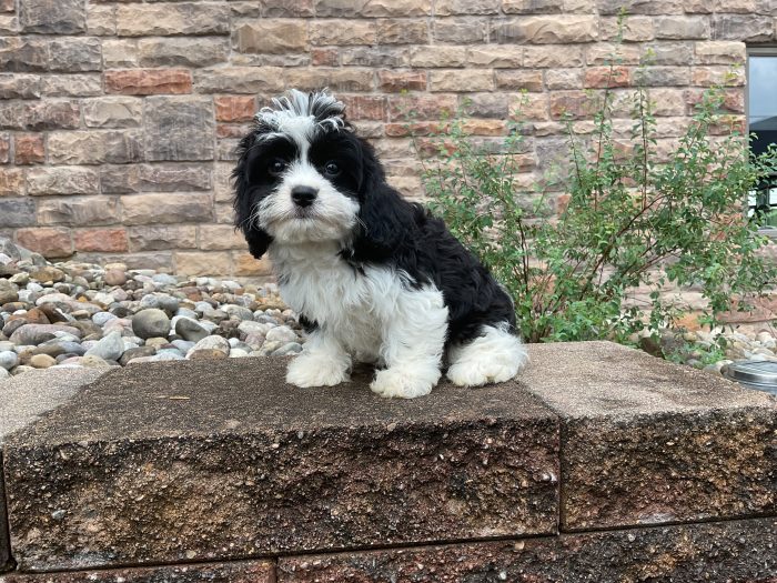 Ms. Holly the Cavachon - Image 5