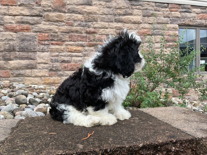 Ms. Holly the Cavachon - Image 4