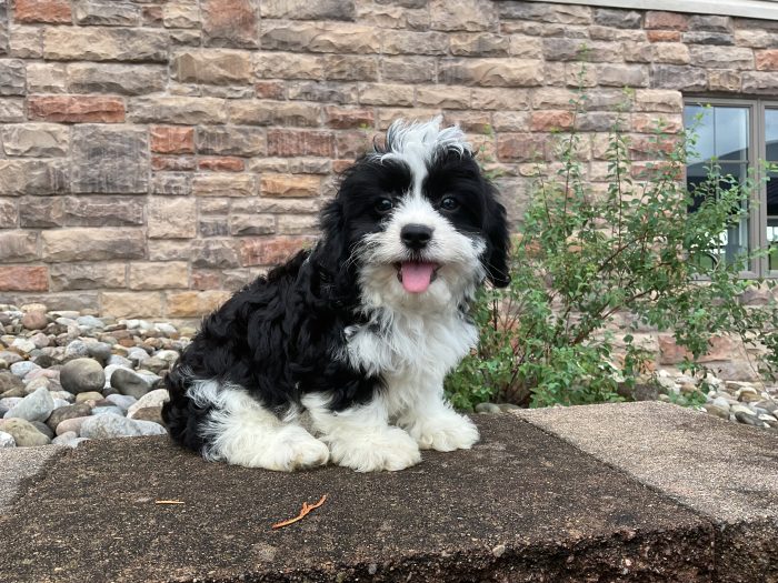 Ms. Holly the Cavachon