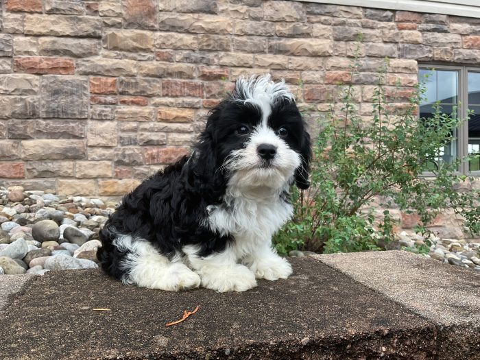 Ms. Holly the Cavachon - Image 2