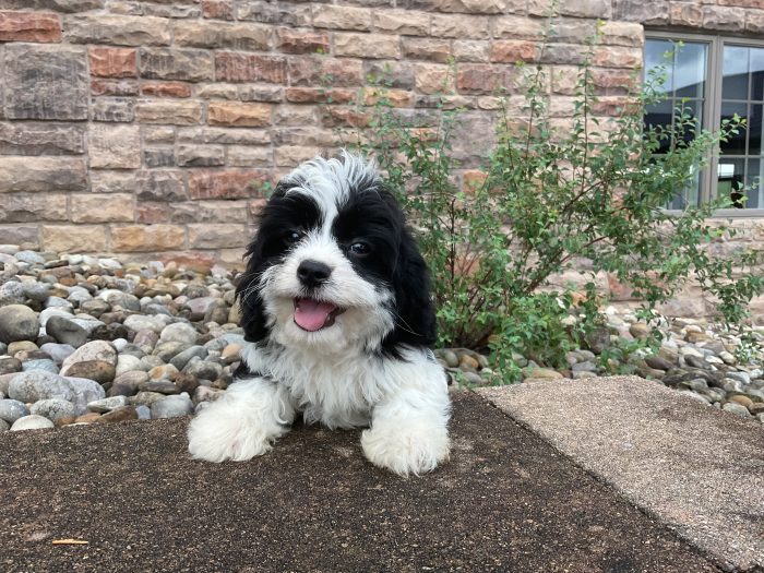 Ms. Holly the Cavachon - Image 3