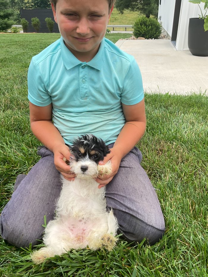 Ms. Cynthia the Cavachon - Image 4
