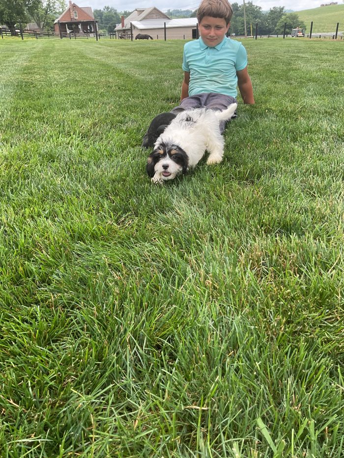 Ms. Cynthia the Cavachon - Image 6