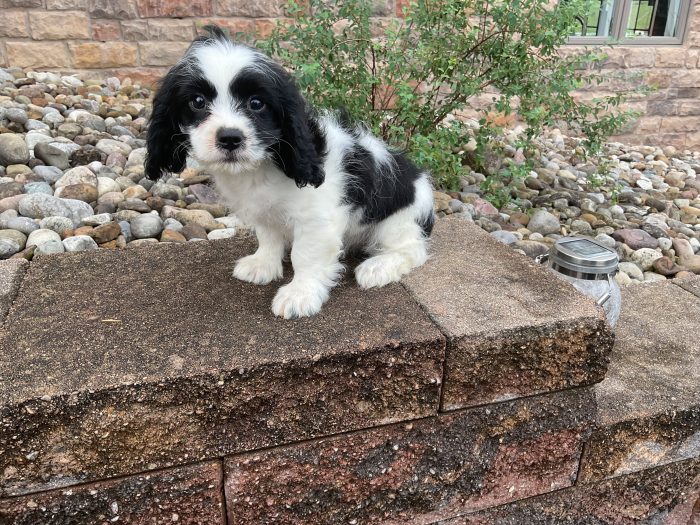 Ms. Lucy the Cavachon - Image 2