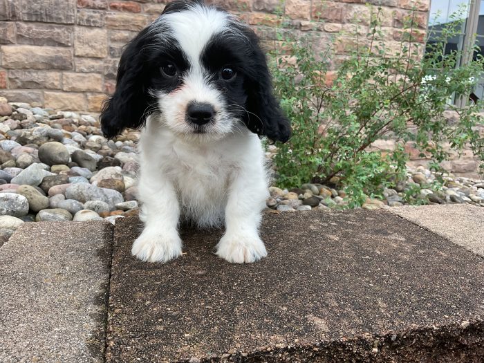 Ms. Lucy the Cavachon - Image 3