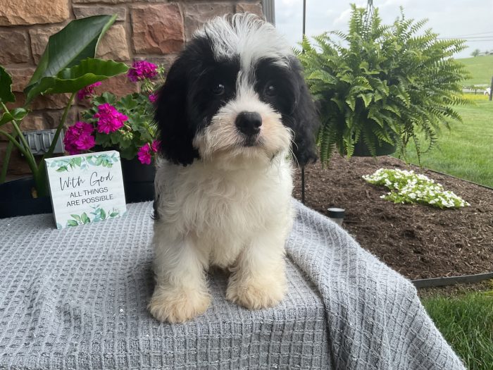 Mr. Rudy the Cavachon - Image 3