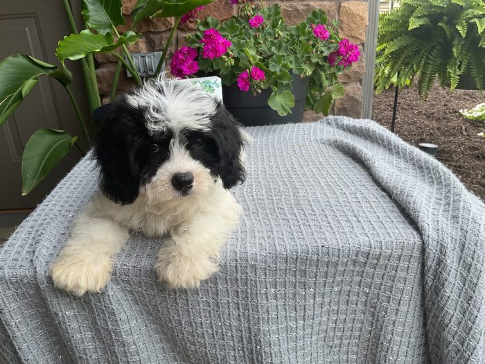 Mr. Rudy the Cavachon - Image 2