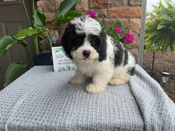 Mr. Rudy the Cavachon - Image 5
